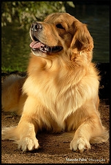 pandora golden retriever